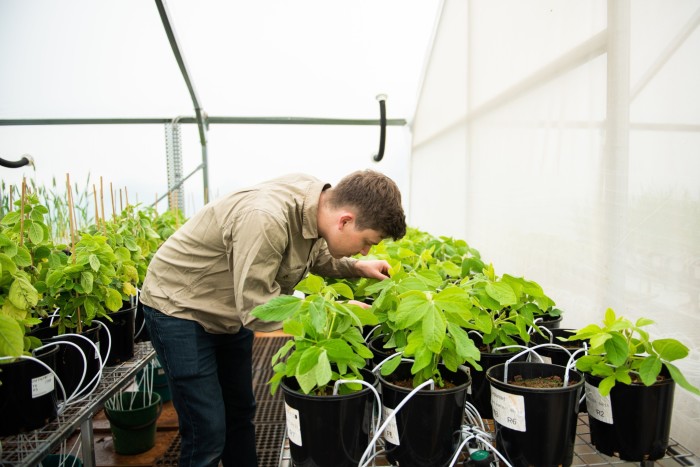 Christopher Shafto de la Loam lucrează la instalația de sere a companiei din New South Wales. Scepticismul față de produsele microbiene rămâne puternic în rândul cultivatorilor obișnuiți