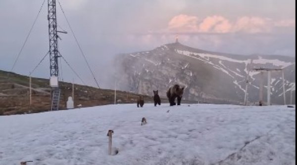 1687294675 914 Ursoaica alaturi de doi pui surprinsa la statia meteo Varful