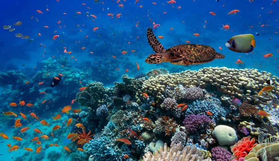 Care este cauza riscului să se producă o extincție în masă a speciilor marine?