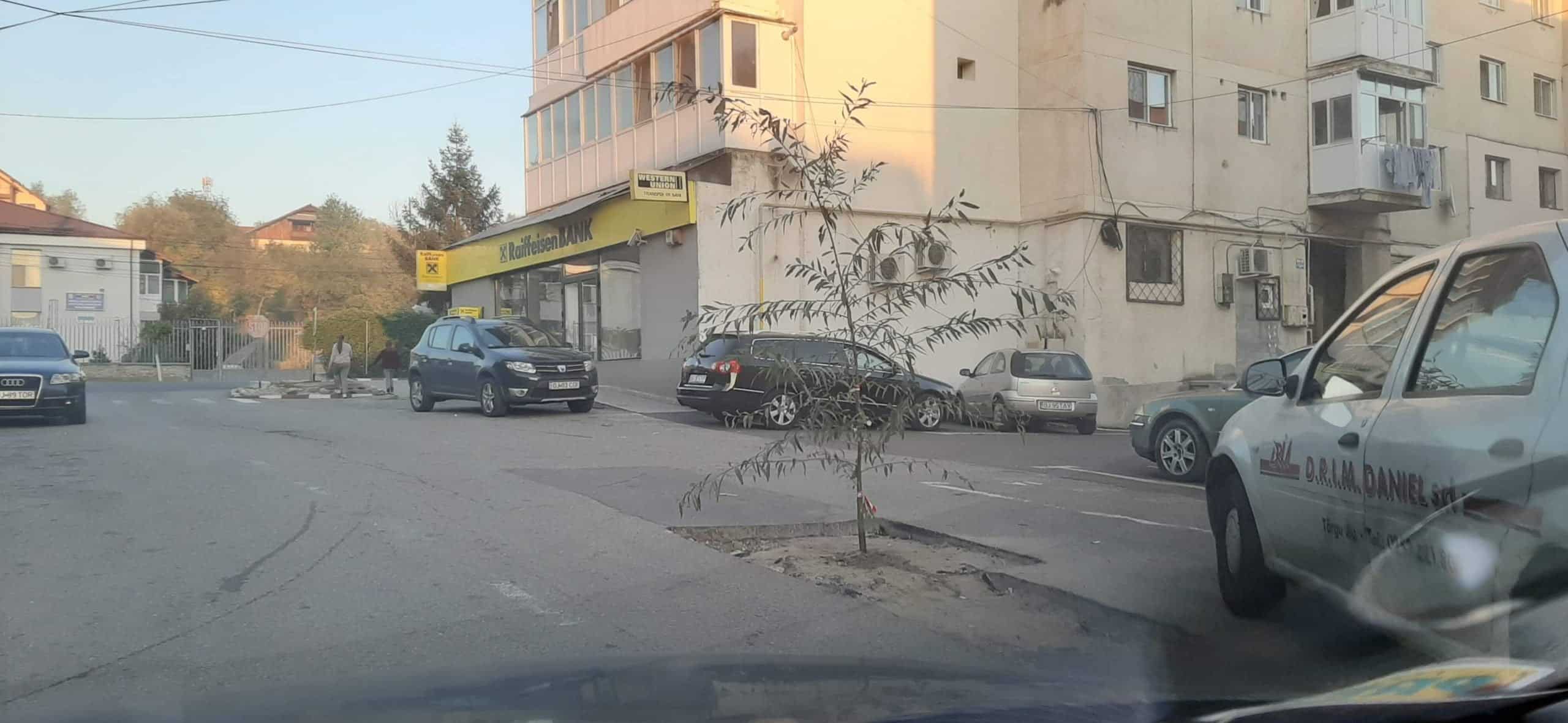 Protest inedit în Gorj:Un localnic a plantat un copac într-o groapă. Primarul:Cine l-a pus, să-l ude