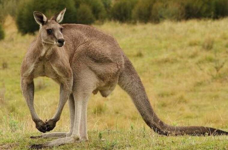 Fauna din Australia a fost grav afectată de incendiile de vegetaţie