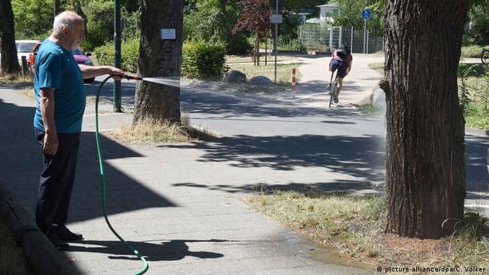 Copacii din orașe sunt în mare pericol din cauza temperaturilor peste medie și a ploilor puține