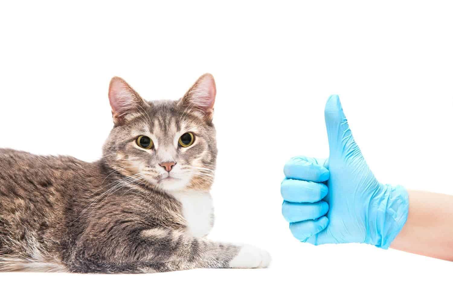 Alege cel mai bun veterinar Suceava