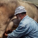 Bani de la stat pentru crescatorii de animale Ce sume