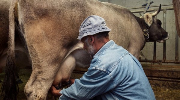 Bani de la stat pentru crescatorii de animale Ce sume