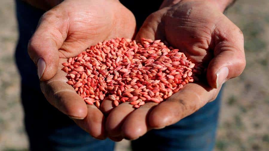 China va revizui tarifele la orzul australian, pe măsură ce tensiunile comerciale se atenuează