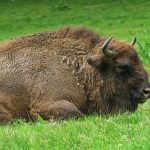 Conservation Carpathia deschide a treia zona de eliberare a bizonilor