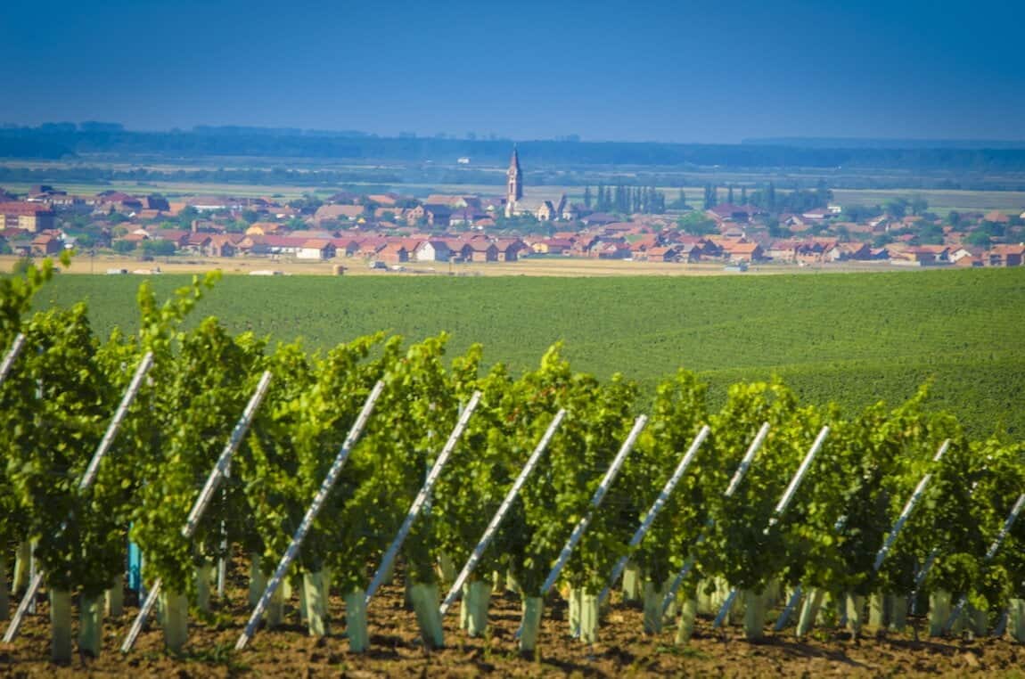 Producătorul de vinuri Cramele Recaş a raportat afaceri 38 de milioane de euro în 2018