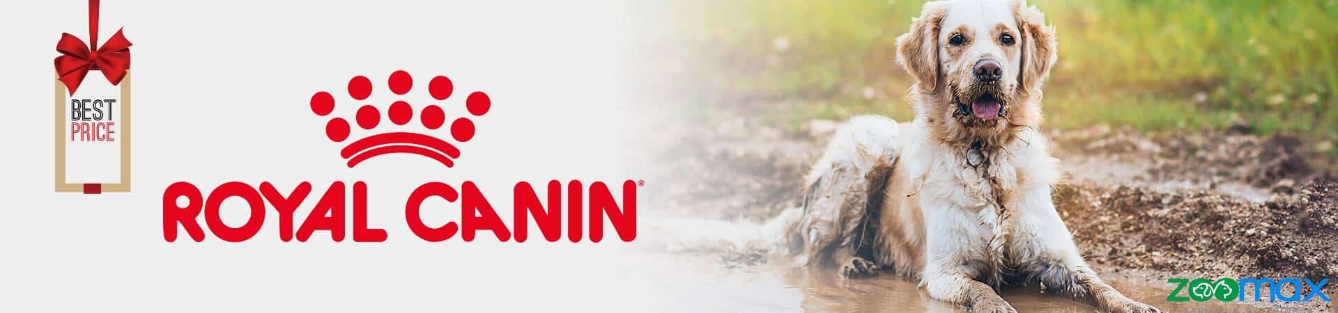 Ce să alegi pentru sănătatea patrupedului tău: hrană umedă sau hrană uscată pentru câini?