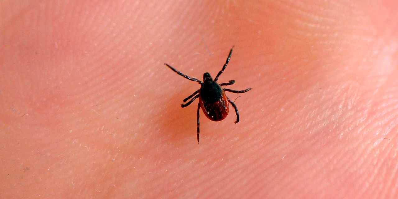 Moderna dezvolta un vaccin impotriva bolii Lyme o premiera pentru