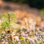 Muntii Fagaras Peste 130000 de puieti vor fi plantati in