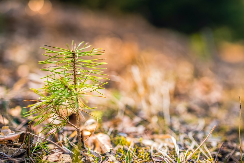 Muntii Fagaras Peste 130000 de puieti vor fi plantati in