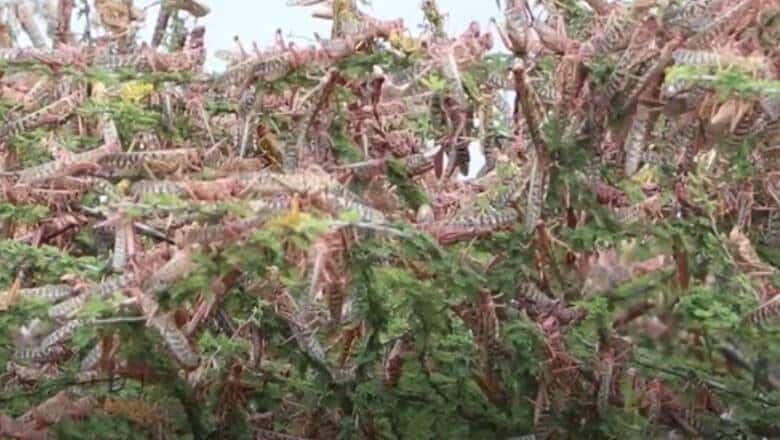 ONU cere fonduri împotriva invaziei de lăcuste