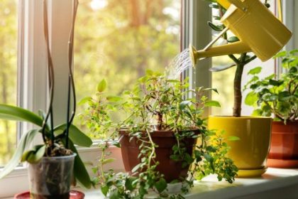 Plantele care atrag ghinionul si saracia in casa Trebuie sa