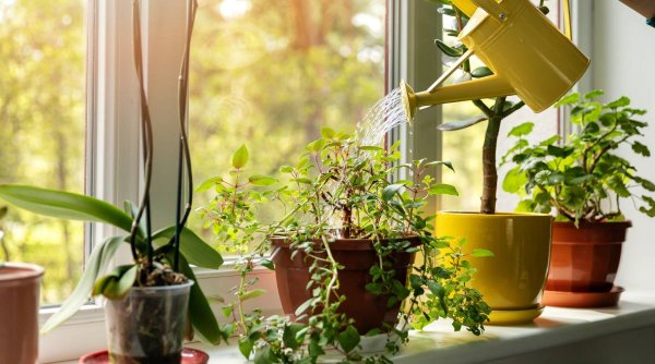 Plantele care atrag ghinionul si saracia in casa Trebuie sa