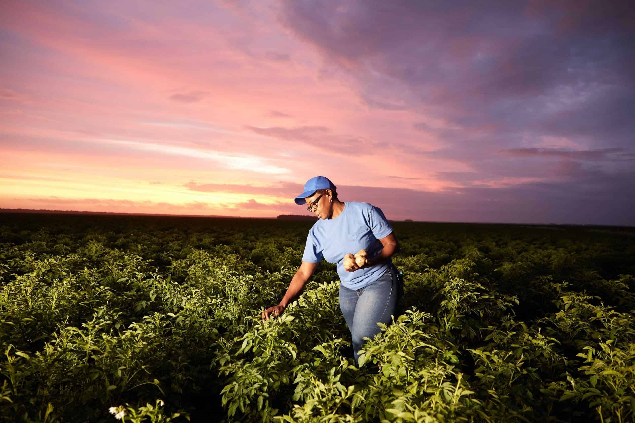 PepsiCo anunță un nou obiectiv pentru 2030: extinderea practicilor de agricultură regenerabilă pe 7 milioane acri (2,8 milioane hectare)