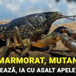 Racul marmorat un mutant care se autocloneaza ia cu asalt apele din Europa FACEBOOK compressed