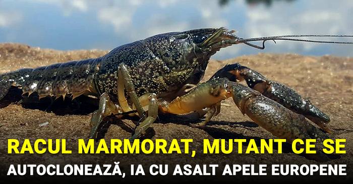 Racul marmorat un mutant care se autocloneaza ia cu asalt apele din Europa FACEBOOK compressed