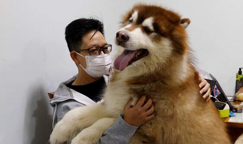 Valul de emigrație din Hong Kong îi afectează pe rezidenții săi cei mai puțin politici – animalele de companie