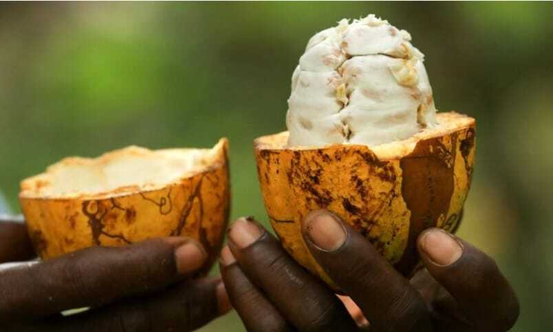 Nestle a reciclat pulpa nefolosită de la fructele de cacao pentru a înlocui zahărul din ciocolată