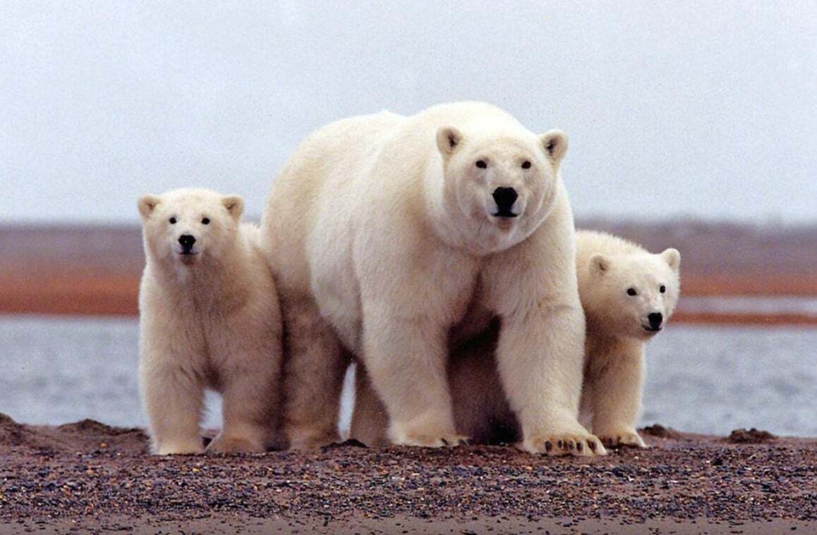 Administrația Trump pregătește licitarea petrolului din refugiul faunei sălbatice din Alaska