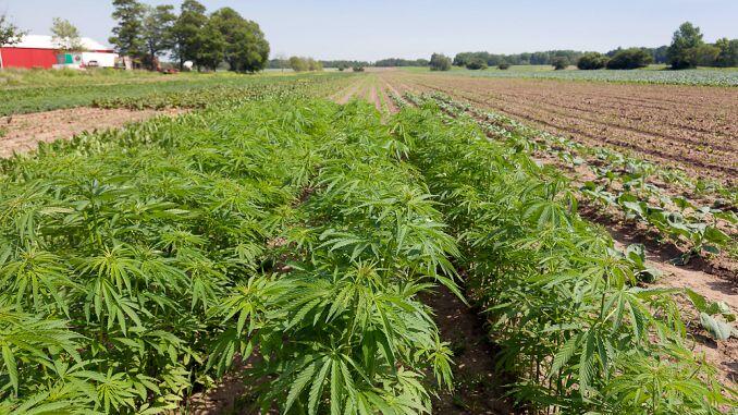 Cultivatorii acestei plante vor beneficia de subvenții mai mari de la stat