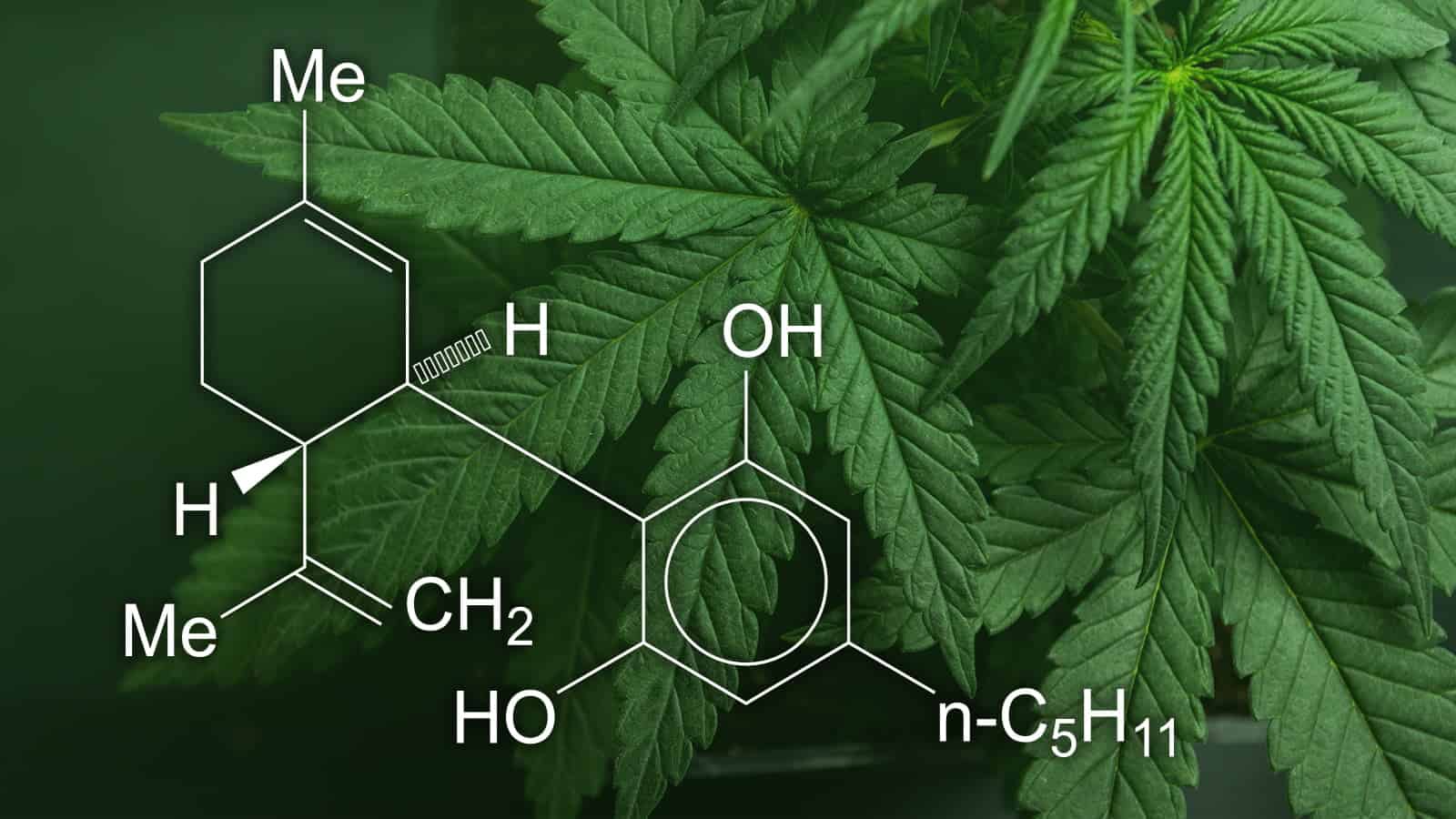 Diferențele existente între uleiul de cânepă și uleiul CBD