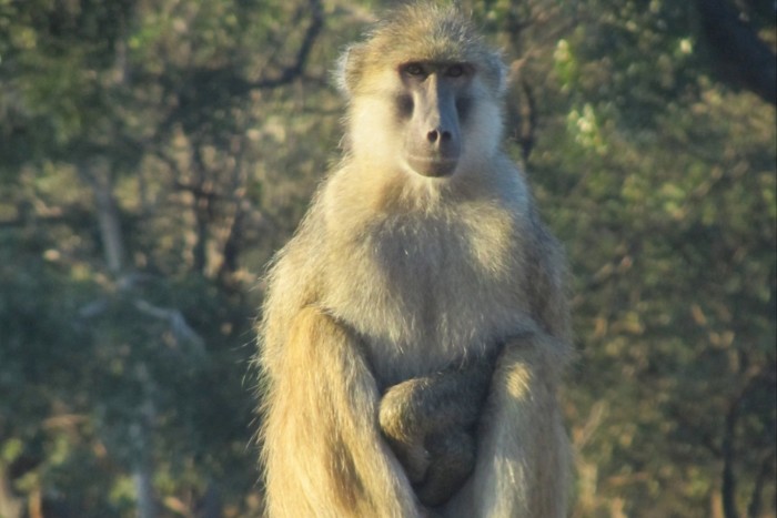 Un „algoritm de inteligență artificială pentru primate” prezice riscurile genetice pentru sănătate