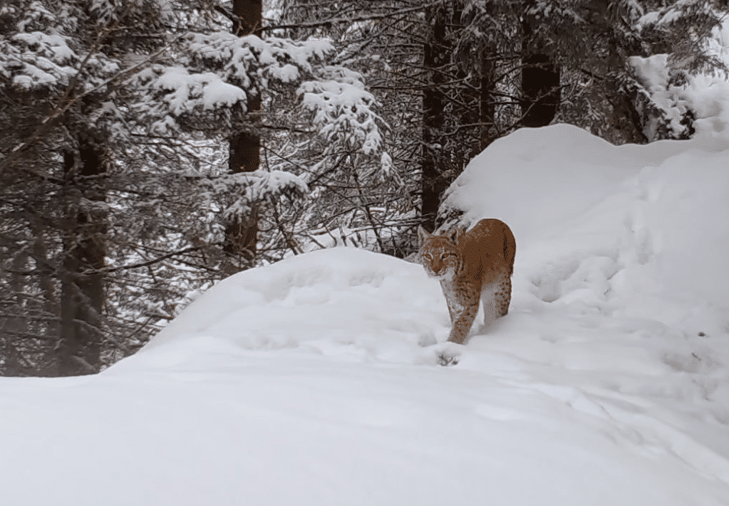 Lynxul, cea mai mare felină din Europa, reperat în munții Făgăraș din România