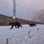 Ursoaica alaturi de doi pui surprinsa la statia meteo Varful