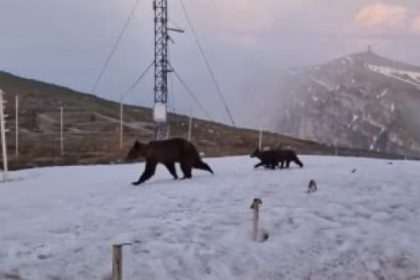 Ursoaica alaturi de doi pui surprinsa la statia meteo Varful