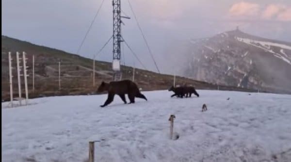 Ursoaica alaturi de doi pui surprinsa la statia meteo Varful