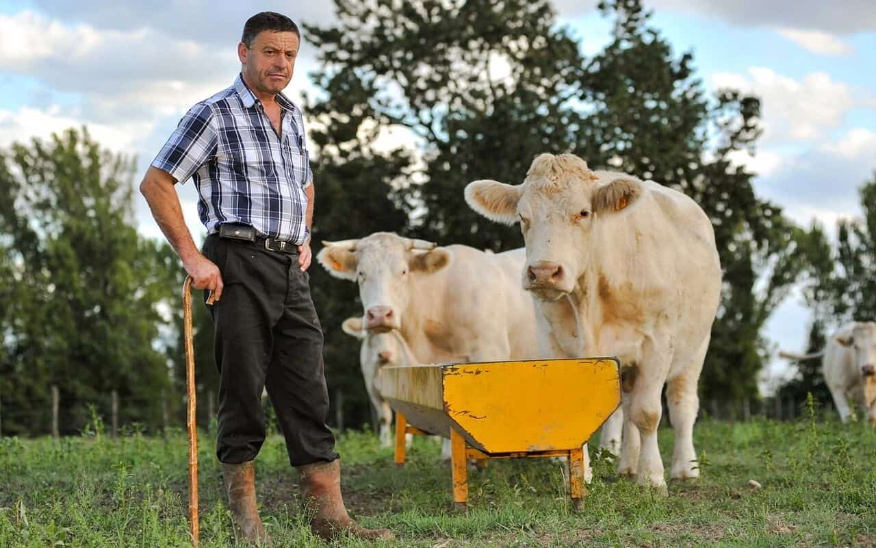 Până pe 28 iulie cererile de plată pentru ajutorul de stat pentru creşterea animalelor