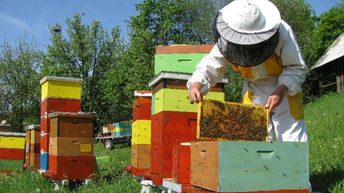 Ioan Fetea: Producţia de miere a ţării este la jumătate faţă de media anuală în acest an