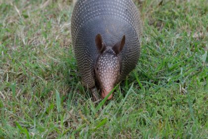 armadillos