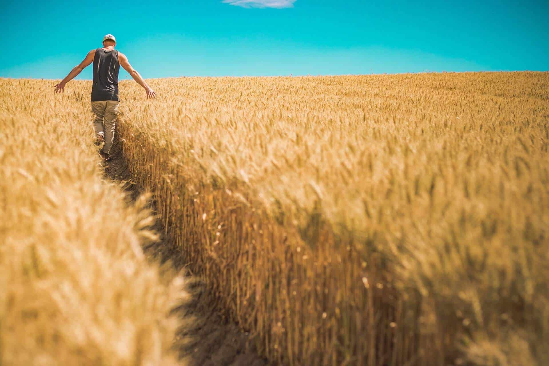 Începe competiția pentru 2019 in agricultura