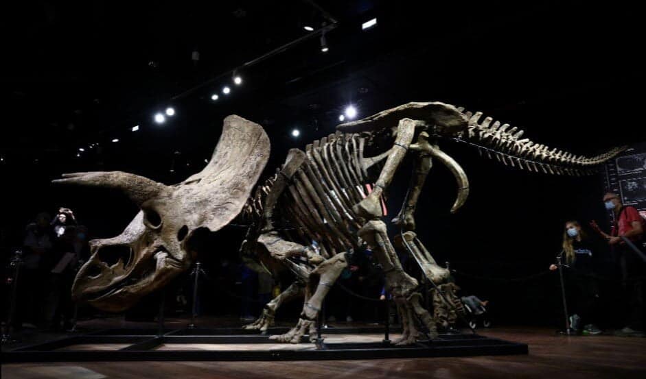 Rămășițele lui „Big John”, cel mai mare triceratops cunoscut, aduc aproape 8 milioane de dolari