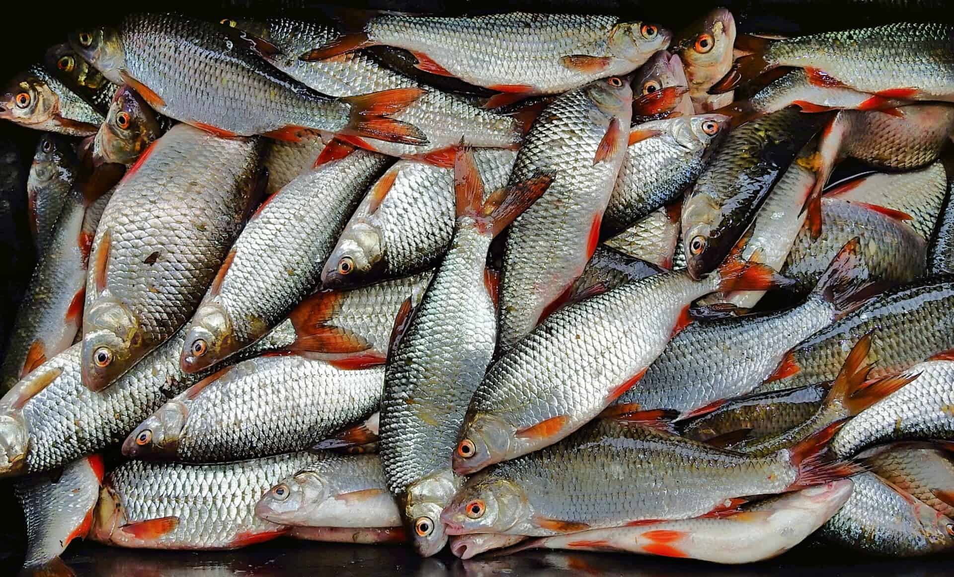 După 10 ani de promisiuni, Tulcea va avea în sfârșit bursa de pește