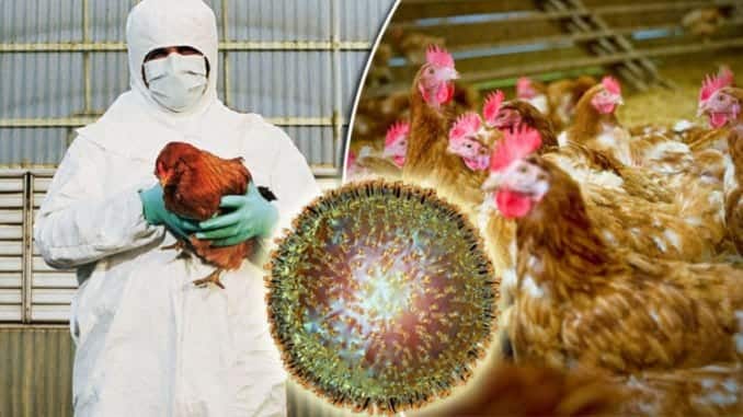 Este pericol imens de gripă aviară. Mai multe cazuri au fost raportate la o fermă din Nagykamarás, judeţul Békés, la un număr destul de mare de păsări