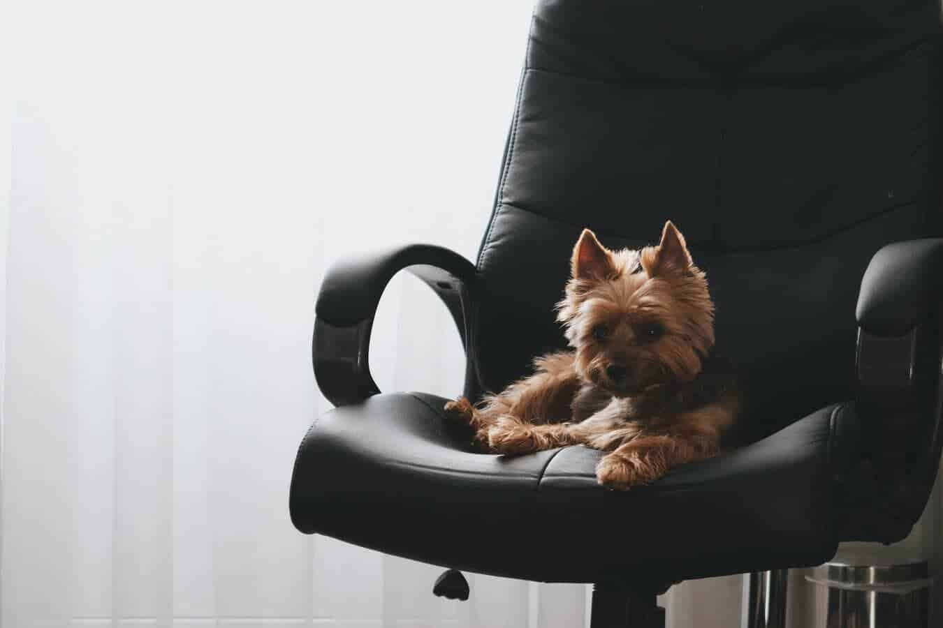 Studiu de piață – De la animal de companie la coleg de birou