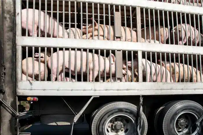 Interdicția transportului de animale vii ar putea fi subminată de unele state europene