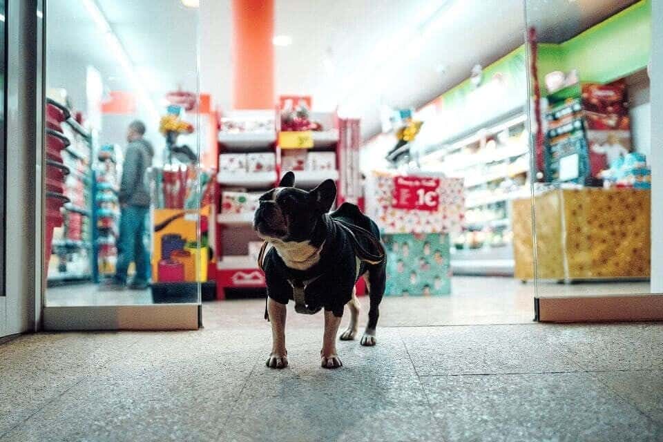 Cum începi o afacere cu un petshop