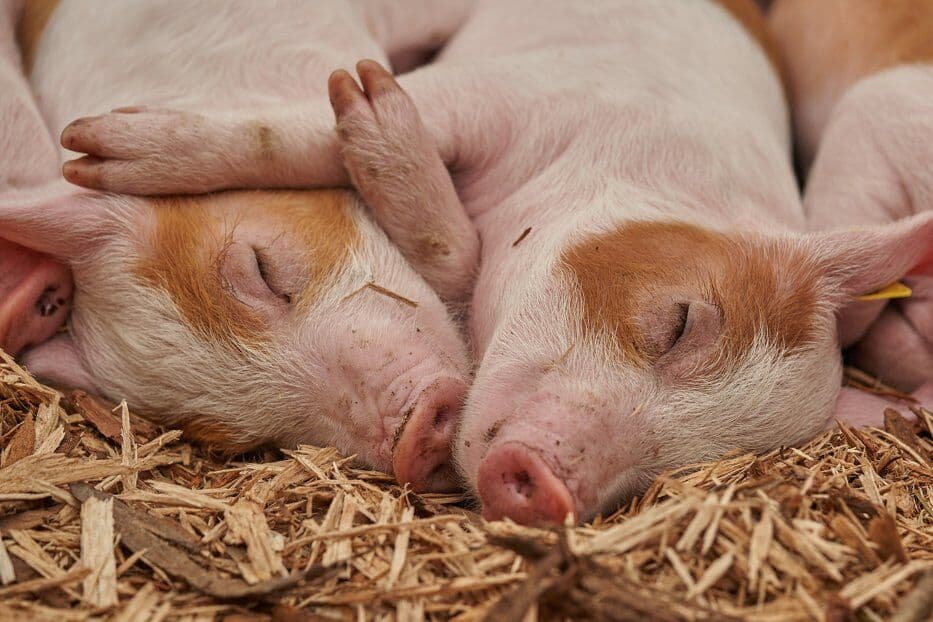 Argeș: Peste 20.000 de porci vor fi omorâți după depistarea unui focar de pestă porcină la o fermă