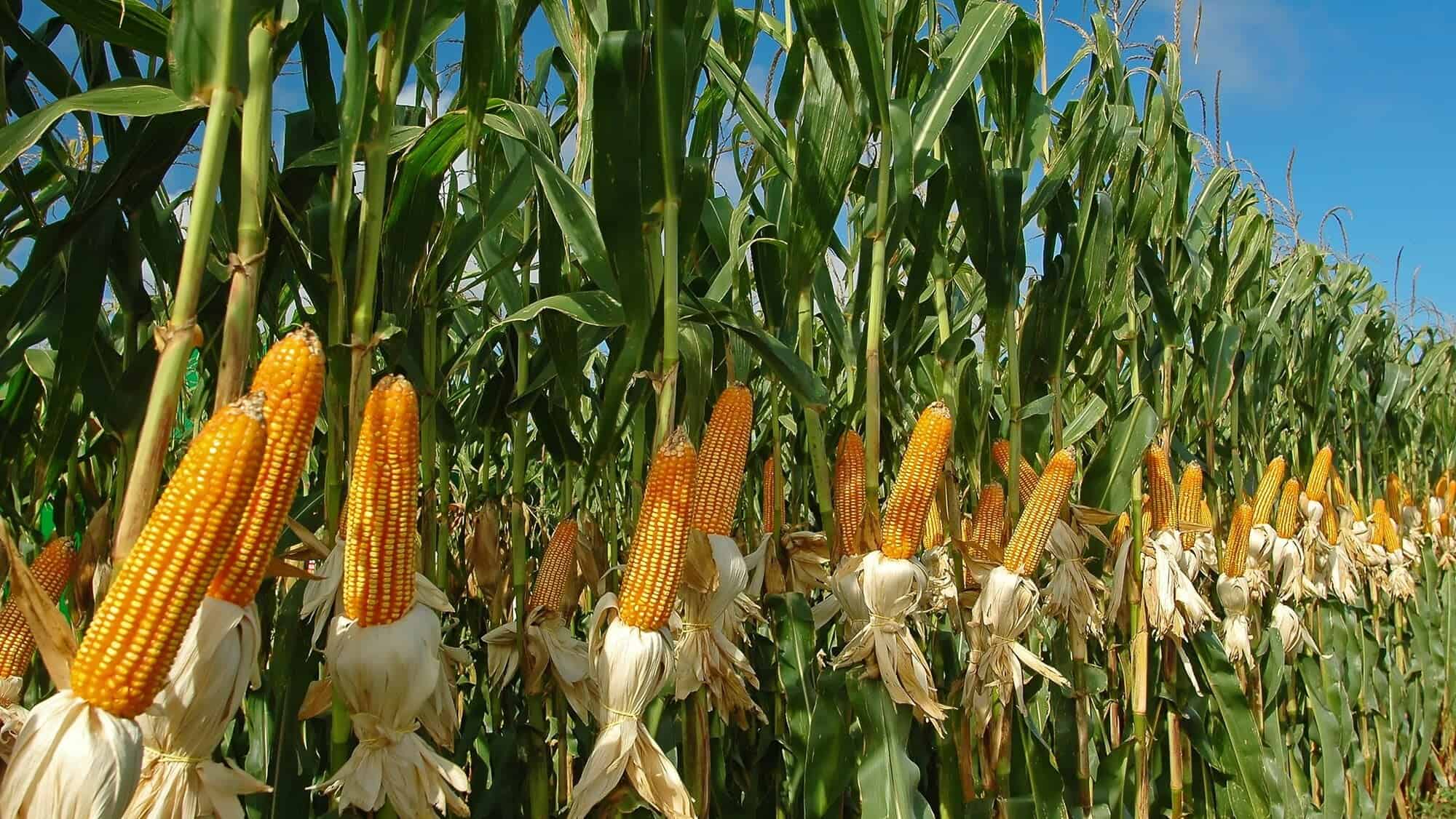 Pe fondul supraofertei de cereale, fermierii americani vor cultiva mai mult porumb
