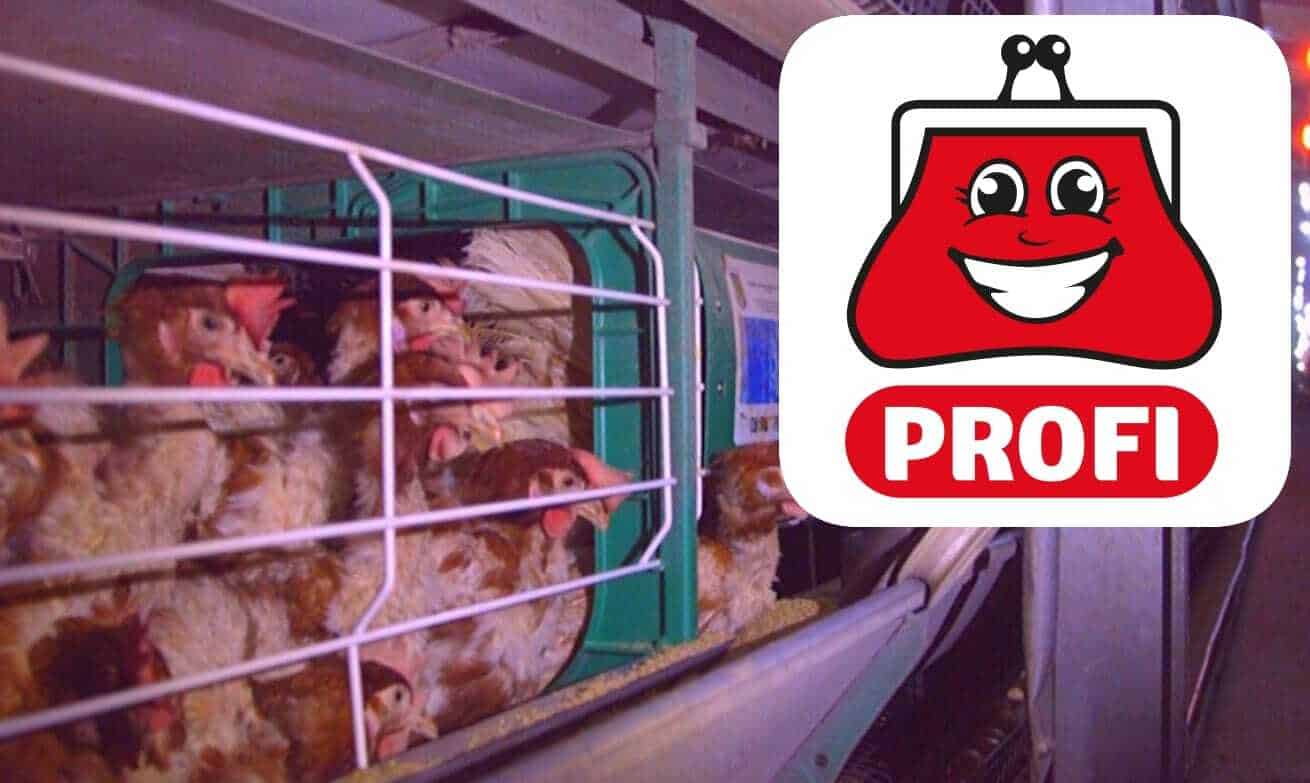 Campanie împotriva Profi: Nu mai comercializați ouă cu cifra 3!