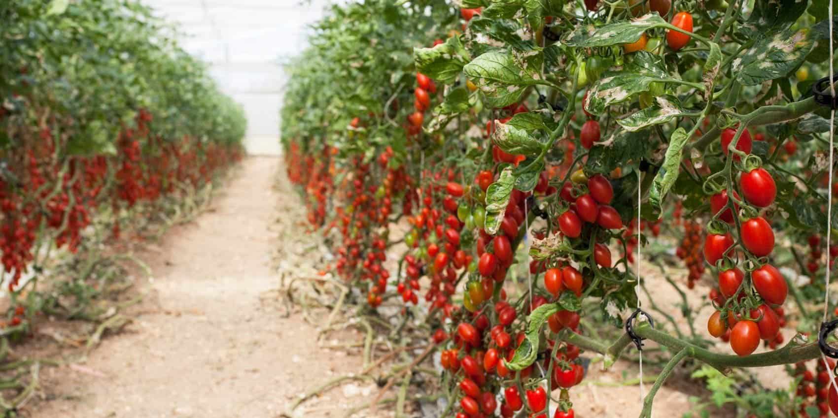 Ministerul Agriculturii a anunțat că simplifică procesul de accesare a ajutoarelor destinate legumicultorilor