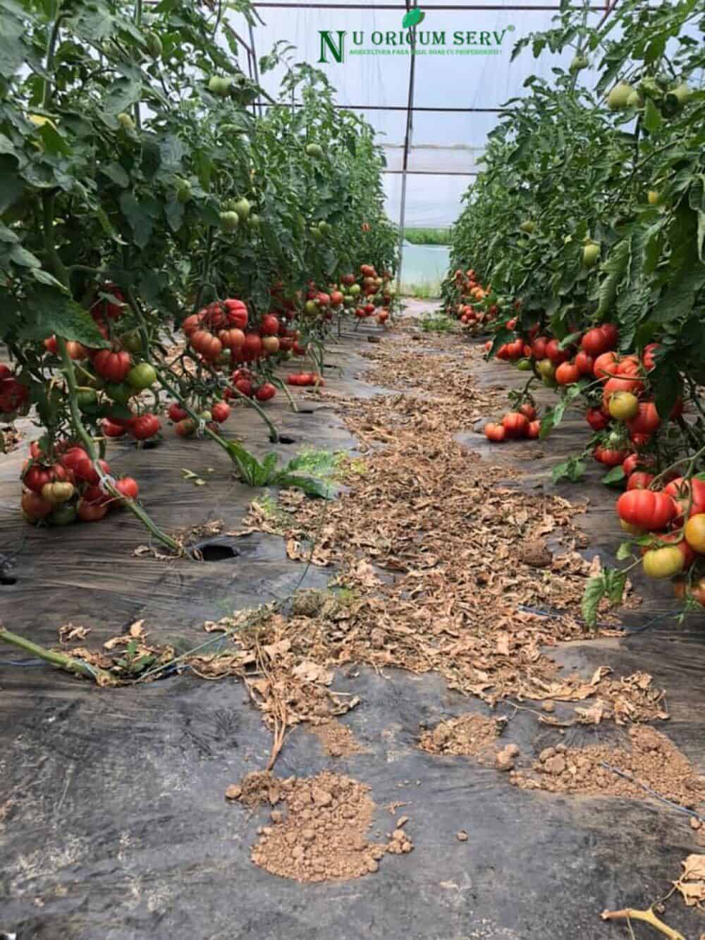 Sezonul de toamnă înseamnă muncă intensă în sere – echipamentele necesare sunt la Nu Oricum
