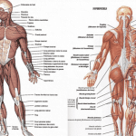 subiecte anatomie bac 2018 77351800