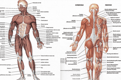 subiecte anatomie bac 2018 77351800