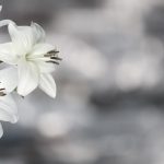 sympathy card with lily flowers black white image